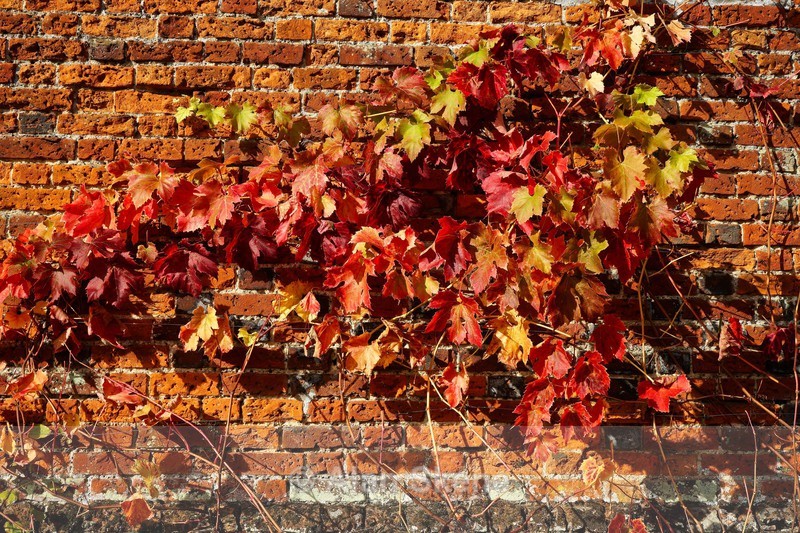 DSC09114 - Autumn