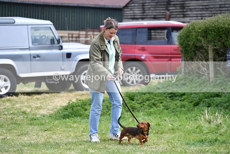 WJ5_9544 - Class 3 Most Handsome Dog