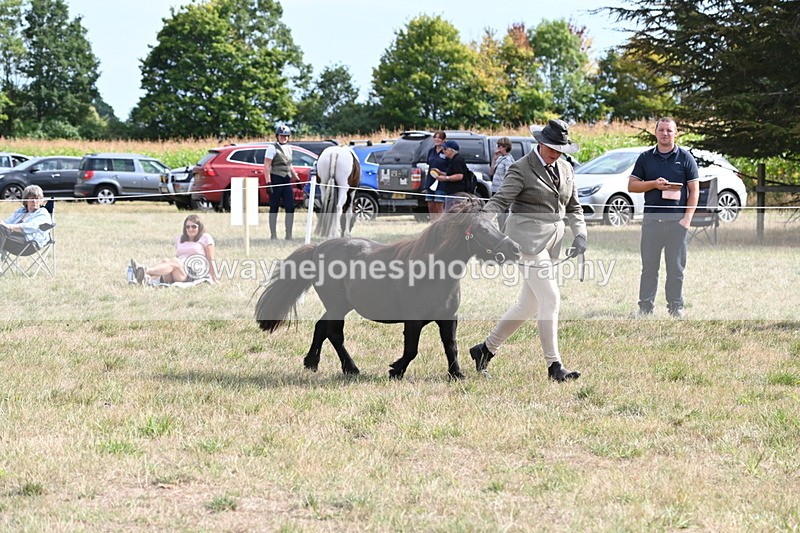 WJ6_7026 - Class 21 Shetland & Mini Horses
