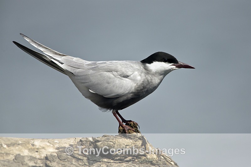 Whiskered Tern - Pygmy Cormorant Hide
