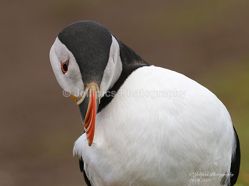  - Wildlife and Nature