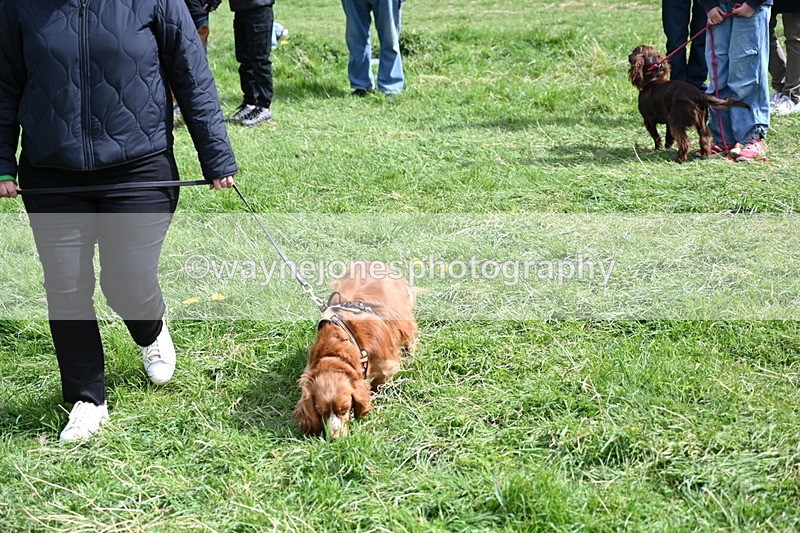 WJ6_8917 - Class 8 Best Working / Gun Dog or Bitch