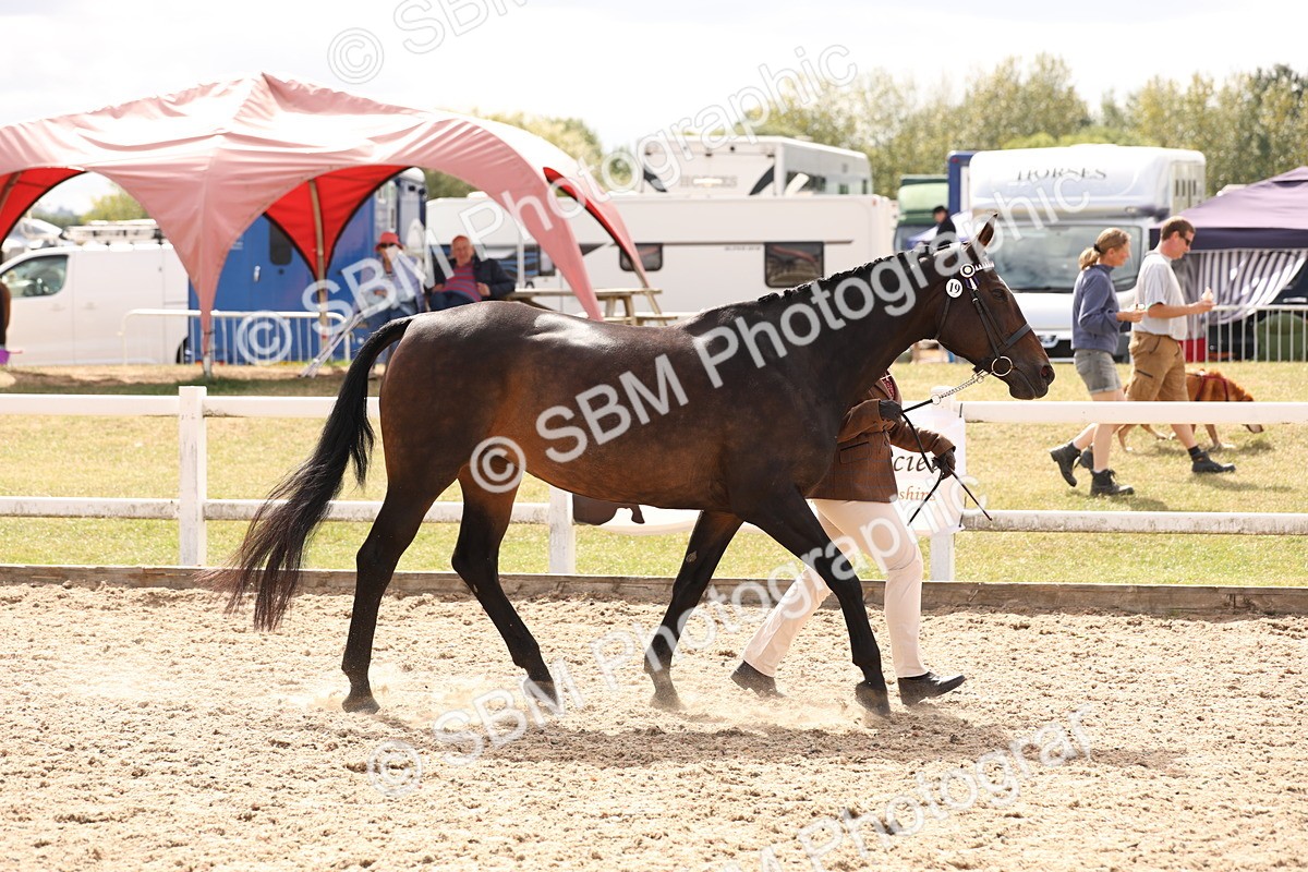 SBM_15354 - Class 210- IH Show Horse