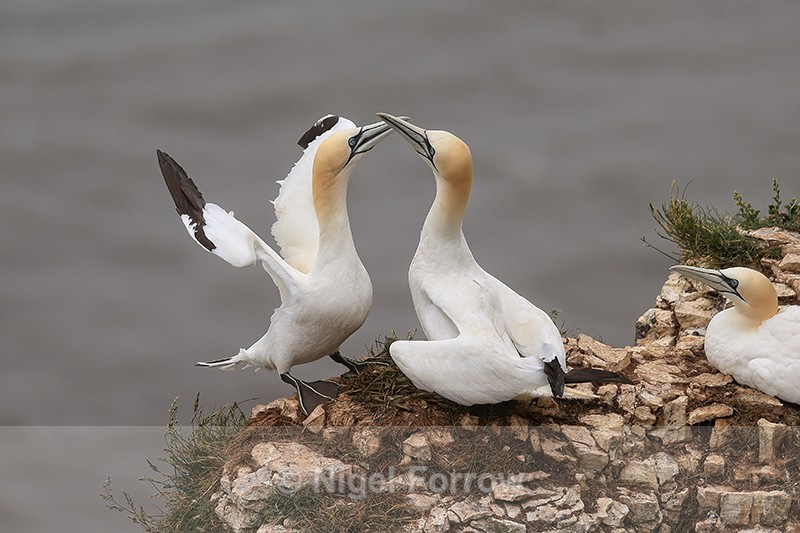 Gannets greet each other, Bempton Cliffs, Yorkshire - Gannet