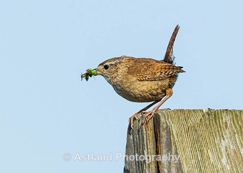 Astland Photography, Bird and Wildlife Images, Susan and Peter Wilson, U.K.