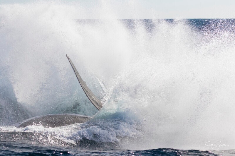 0A3A3976. Breaching Splash 3 - 2026 Whales