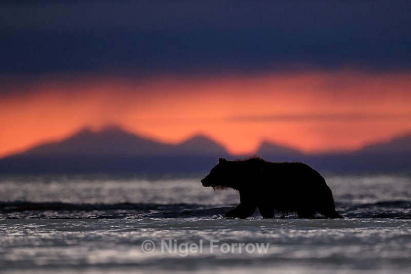 Brown Bear wading at sunrise, Silver Salmon Creek, Alaska - Brown Bear