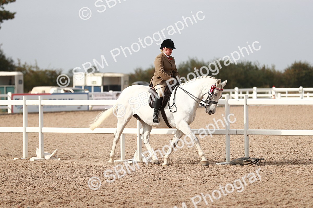 SBM_17510 - Class 215 Ridden Hack/ Riding Horse
