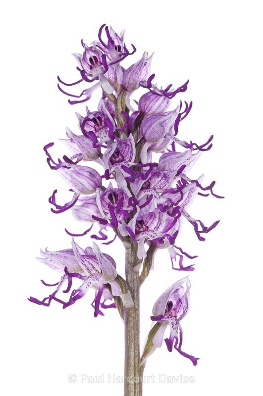  - WB: Orchids - Orchis