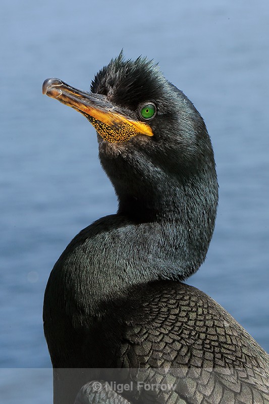 Shag close view, Farne Islands - Shag