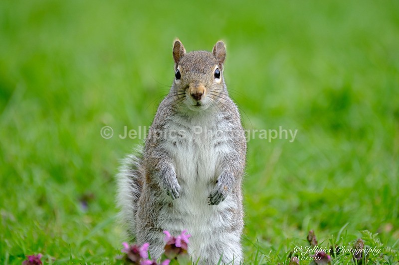  - Wildlife and Nature