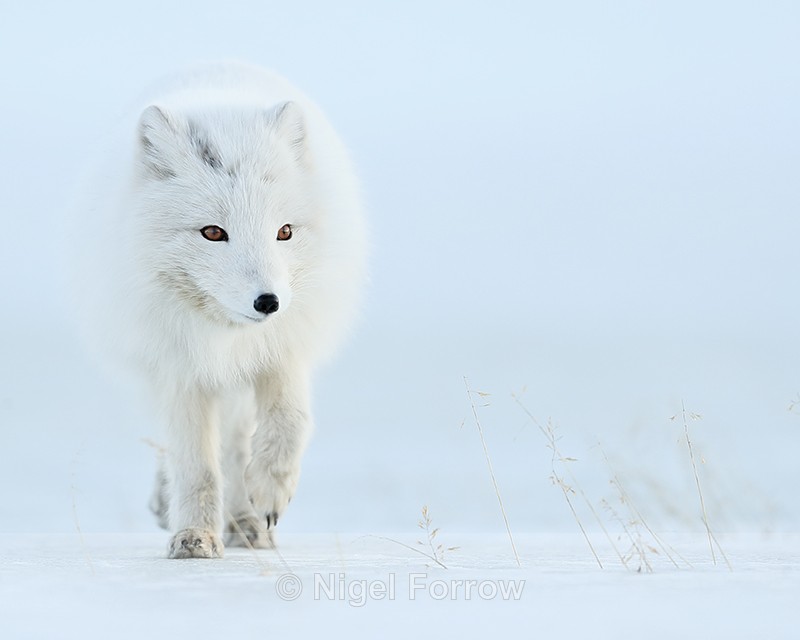 Arctic Fox (white), Svalbard, Norway - Arctic Fox