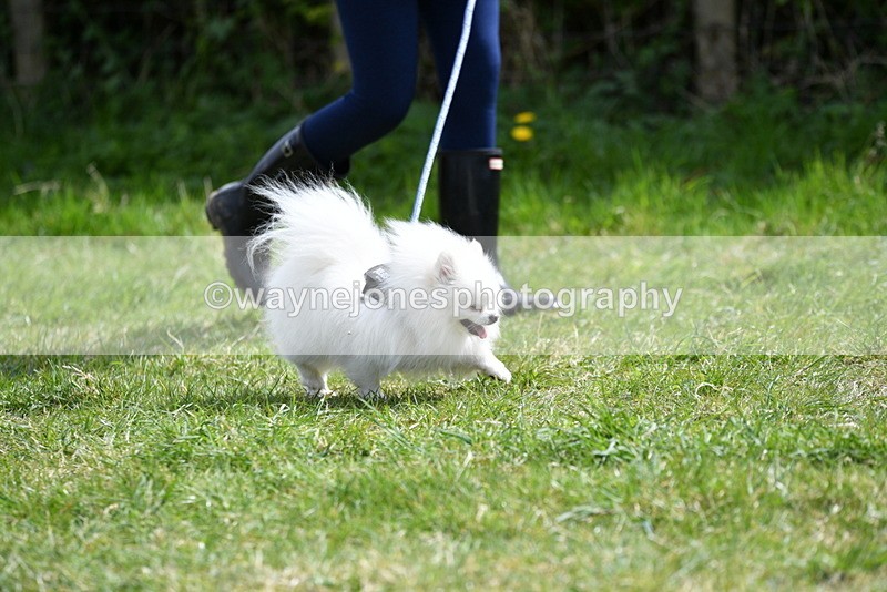 WJ5_9695 - Class 3 Most Handsome Dog