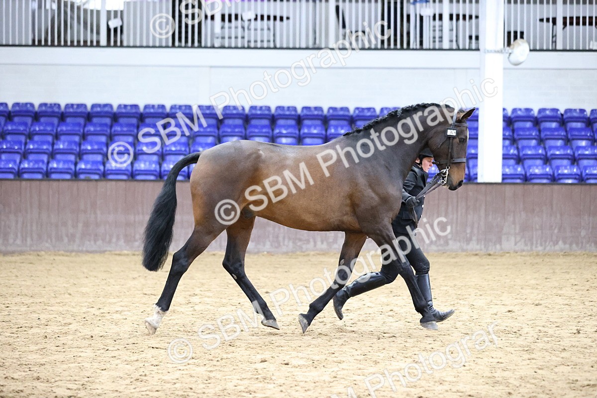 SBM_5757 - Class 3 - BSHA In Hand Show Hunter