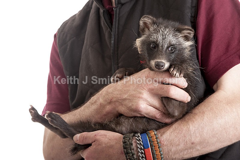 2SKJ8850 - Roaming Reptile Show. II