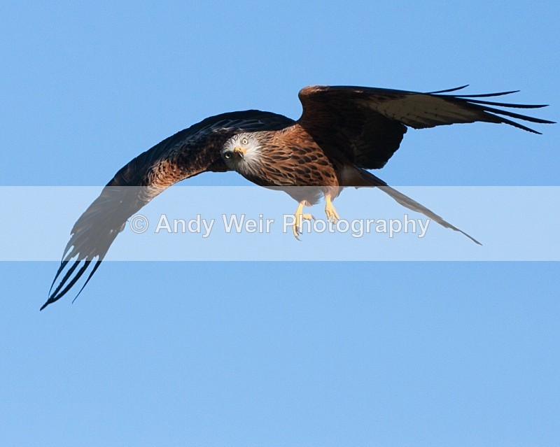 20100130-IMG_2682 218 - Red Kite