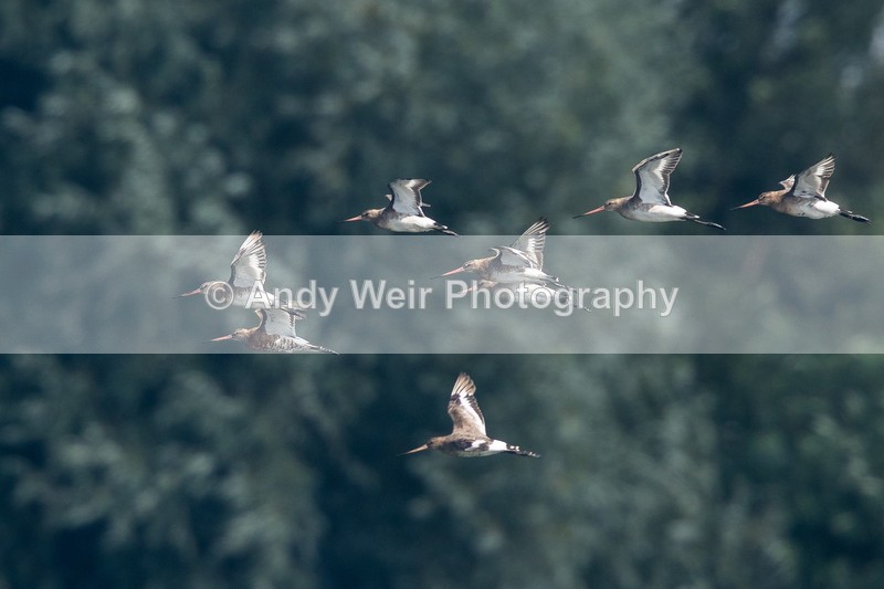 20160817-8E0A7672 - Other Waders