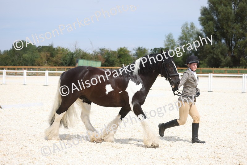 20260802-1490 - Class 16 - Best Horse or Pony