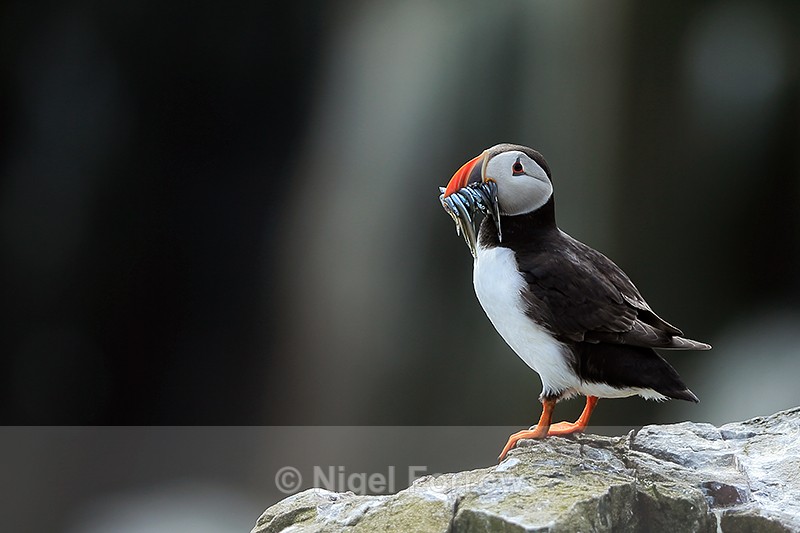 Puffin with fish, Farne Islands - Puffin
