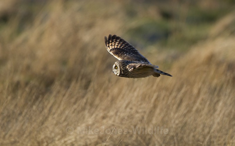 Short eared owl - SHORT EARED OWLS