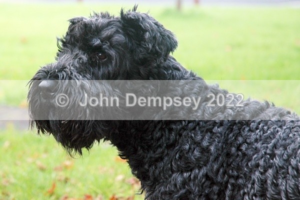 Barney 12x8 - Walking the Dog