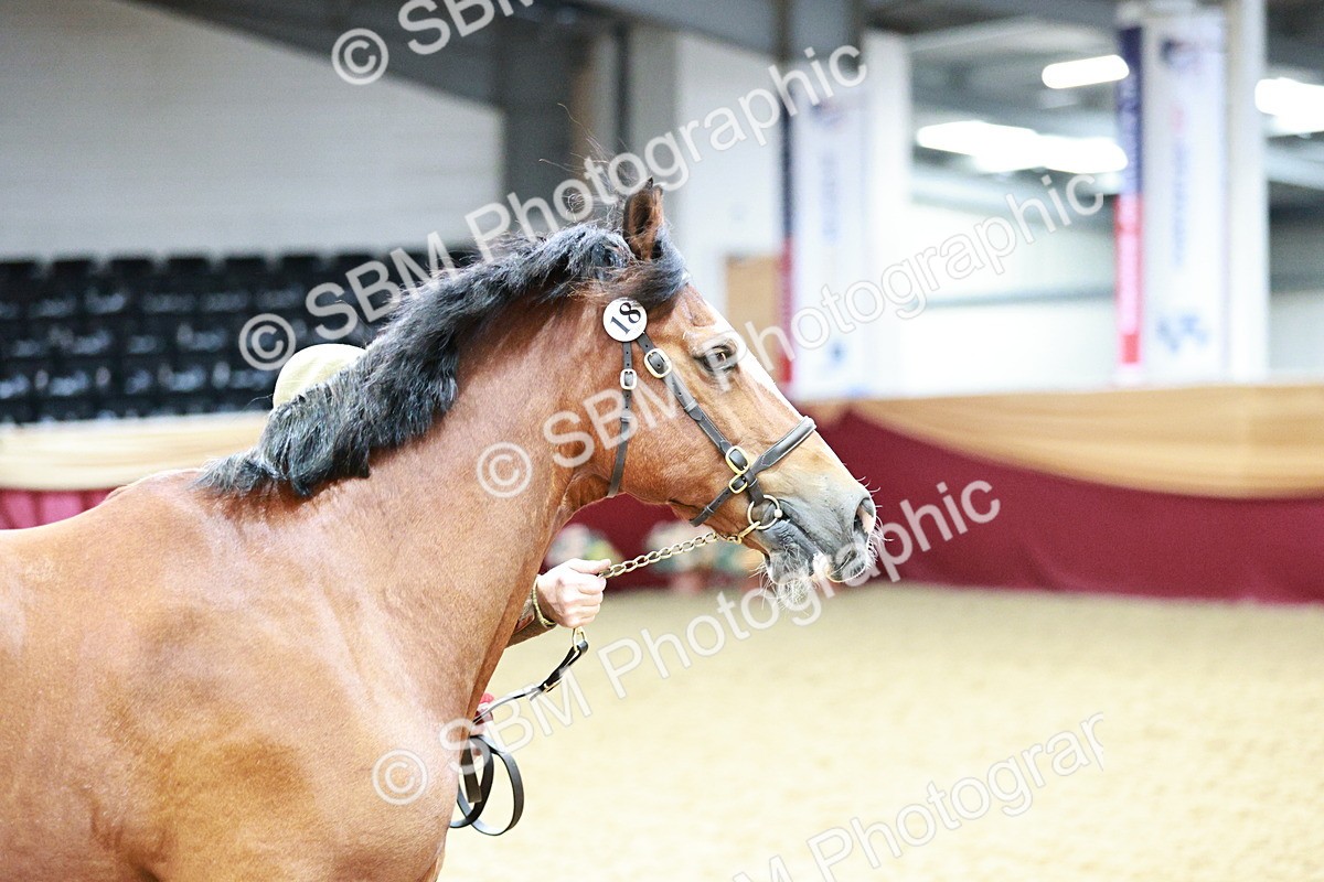 SBM_01385 - Class 3A - Area IH Pre-Vet