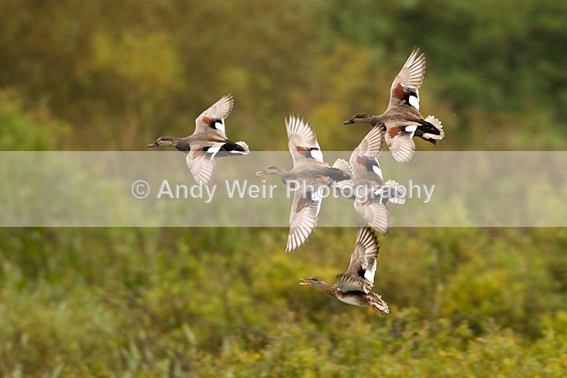 20121001-_MG_0481 - Gadwall