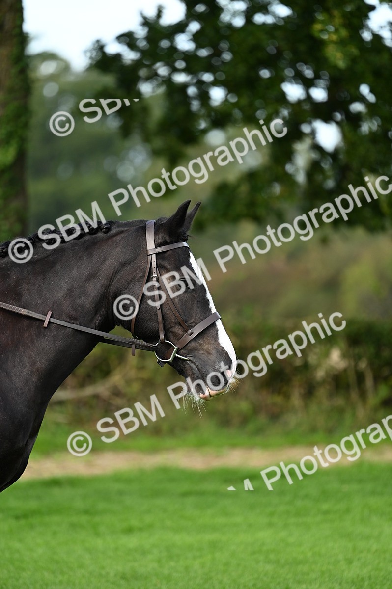 SBM_02052 - S2 - TSR Ridden Horse Showing
