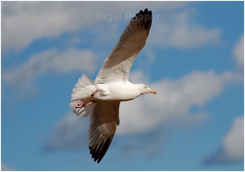 Up Up and Away - Leggy the Herring Gull