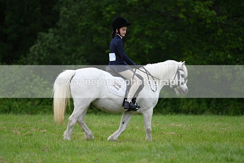 WJ7_4472 - Class 14B Prettiest Mare
