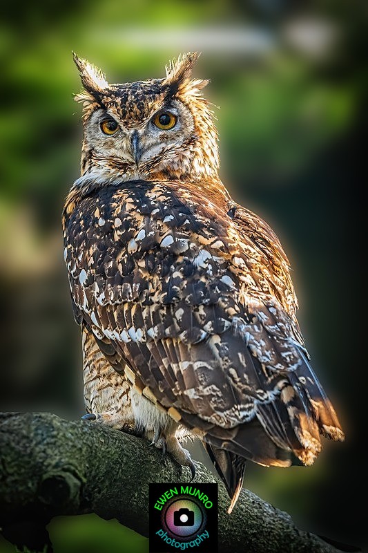 BBO-05-Egyptian Eagle Owl - Owls