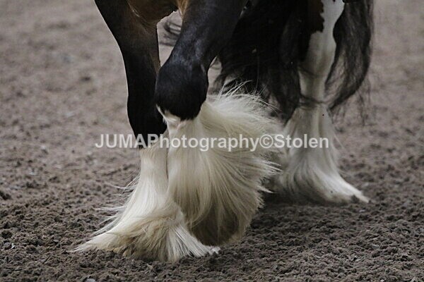 SIAL4141 - CAbin Dressage 5th july 2025