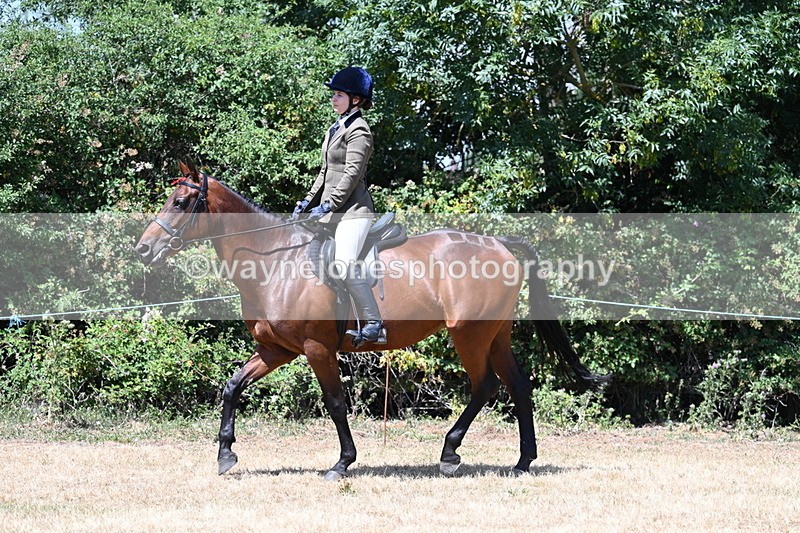 WJ7_2768 - Class 7 Riding Club Show Horse