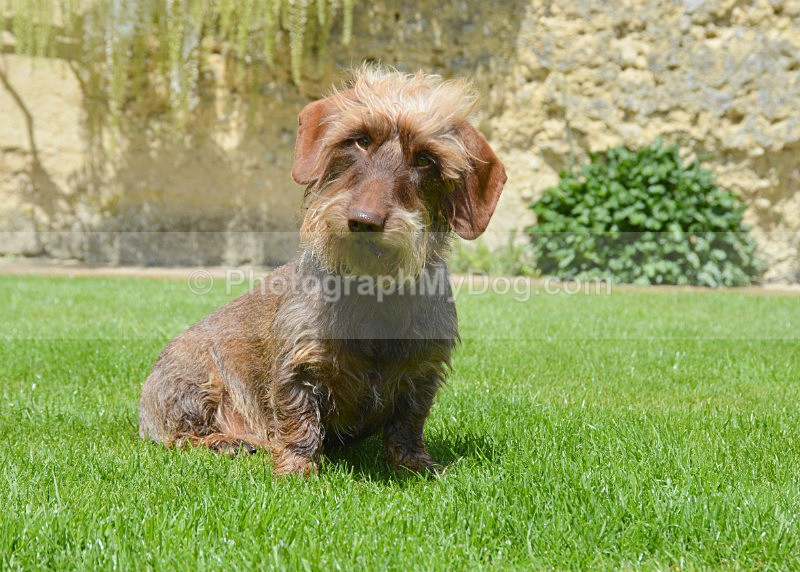  - Dachshunds