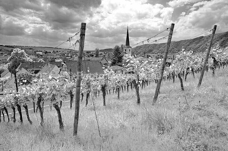  - Vineyards & Vines / Weinberge & Reben