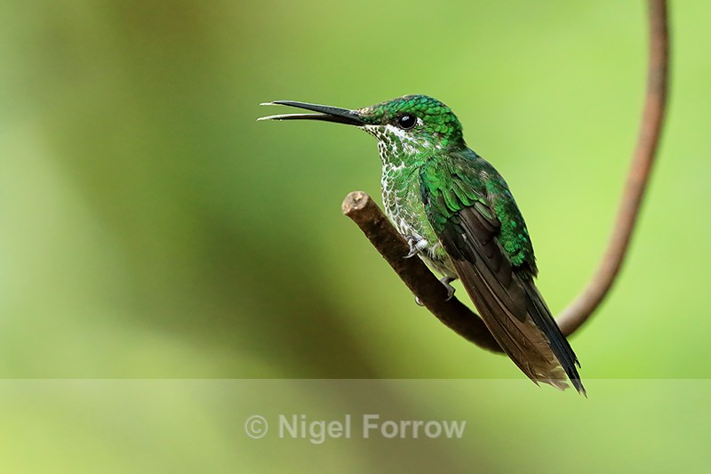 Female Green-crowned Brilliant with open bill, Costa Rica - Green-crowned Brilliant