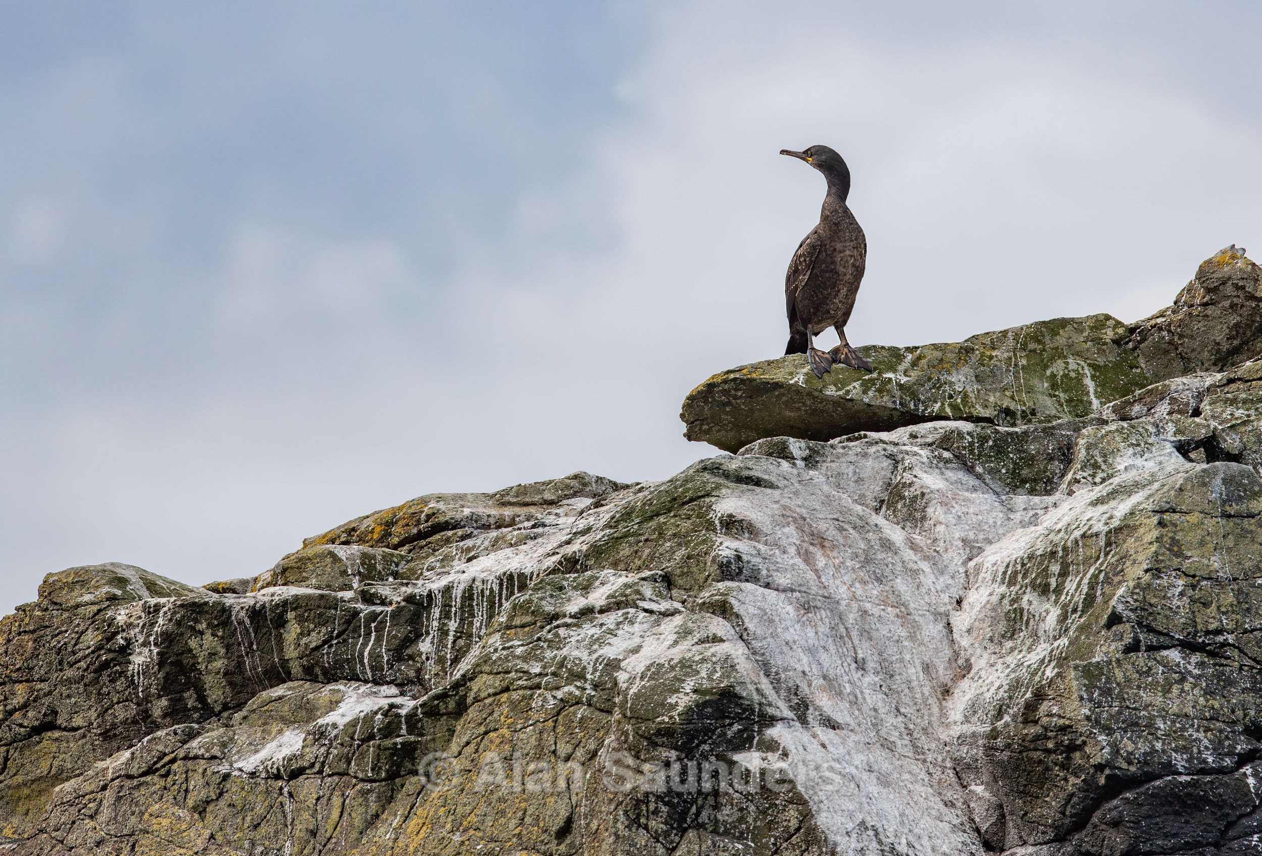 European Shag 11 (Gulosus aristotelis)