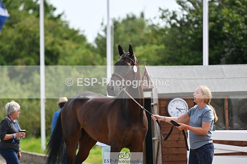 240717A-161516-03384 - Trot Up 4pm to 5pm