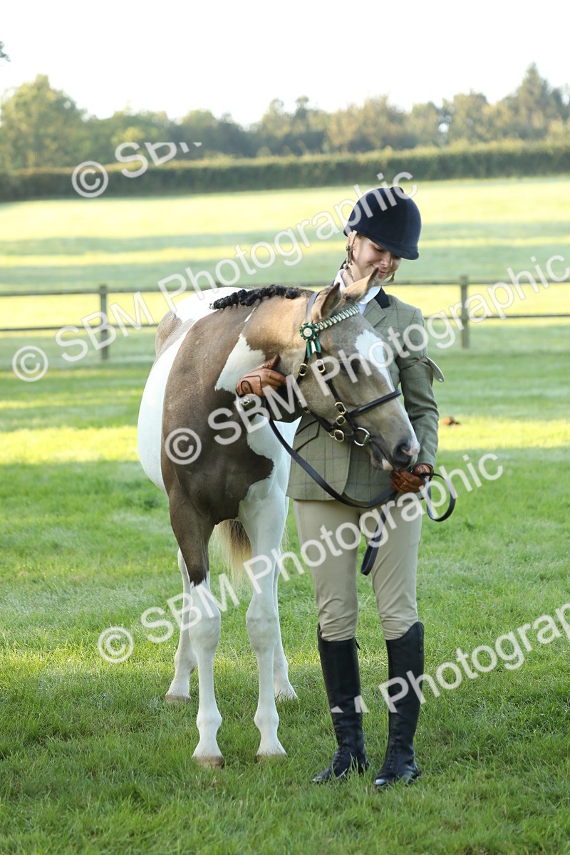 SBM_57855 - S42 - Youngstock