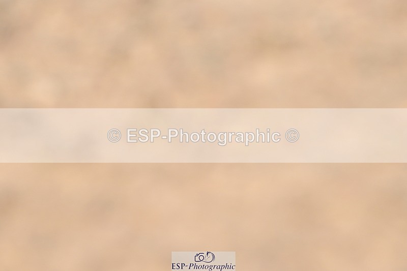 240509A-101240-00798 - Cls 8 Foxhunter