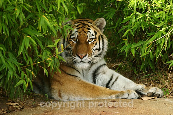 Amur Tiger - Taiga - Big Cats