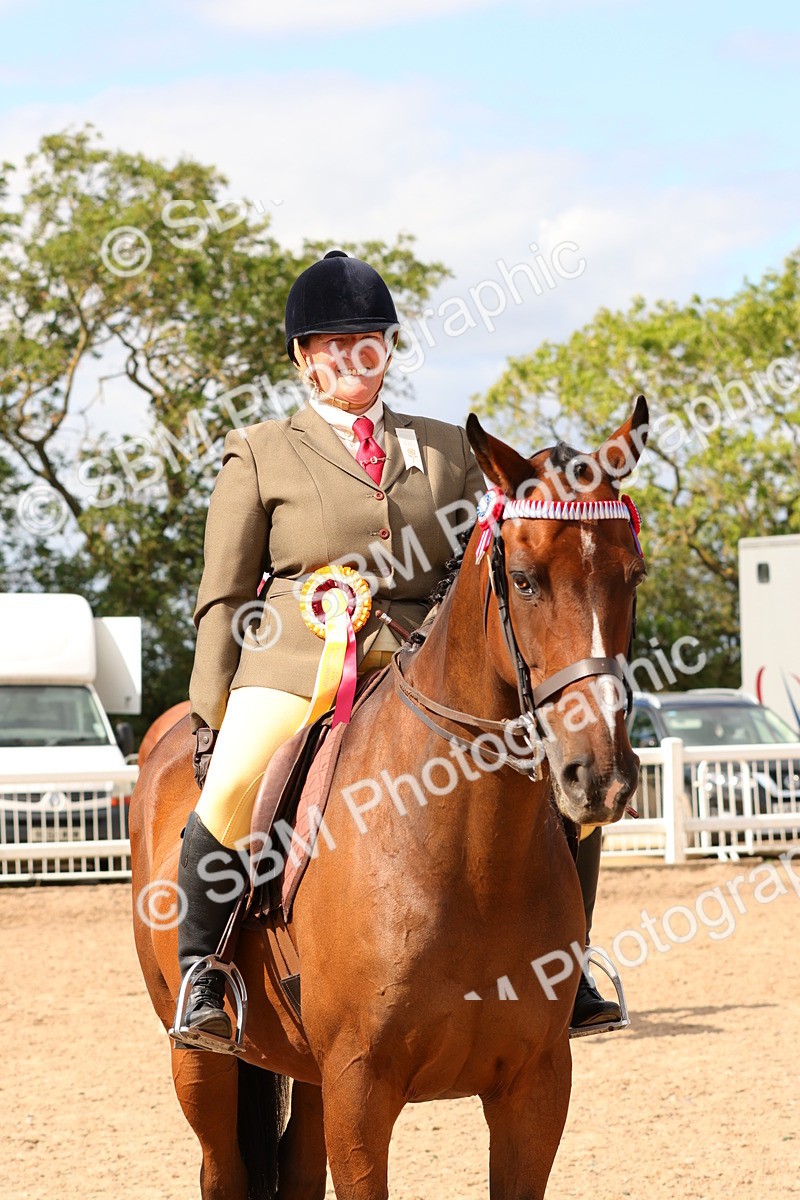 SBM_14176 - Class 213 - Ridden Hack Riding Horse