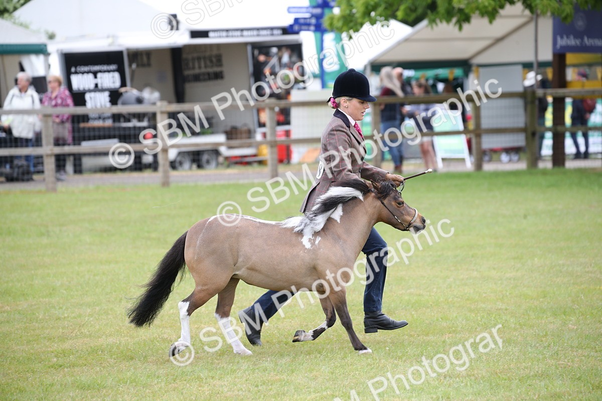 SBM_03978 - Class 23-25 - British Miniature Horse of the Year
