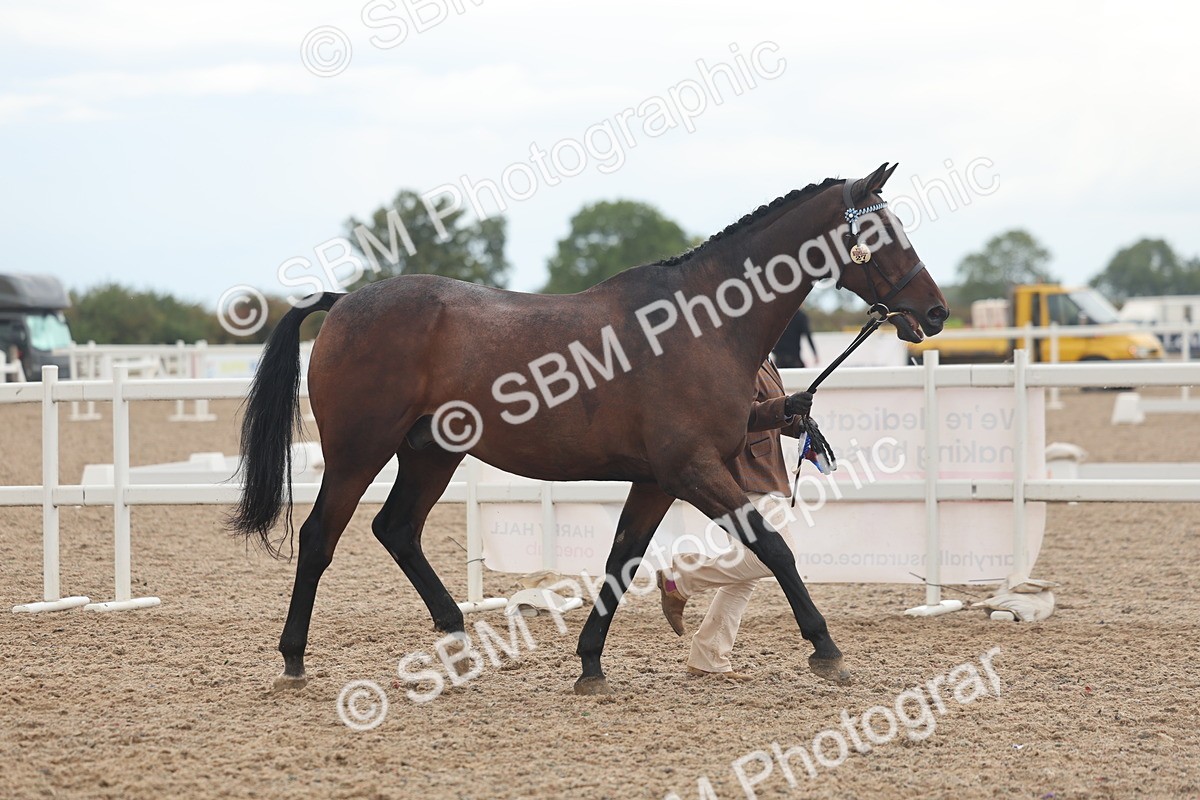 SBM_07851 - Class 27 - IH Competition Horse/Pony