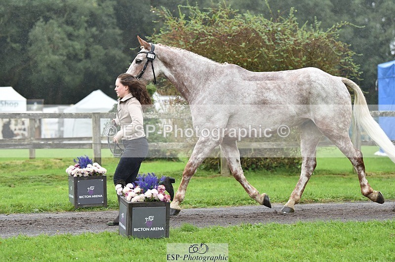 231018-122828-00317 - 038-IRISH.KONNECTION-Natasha.Anson-TrotUp