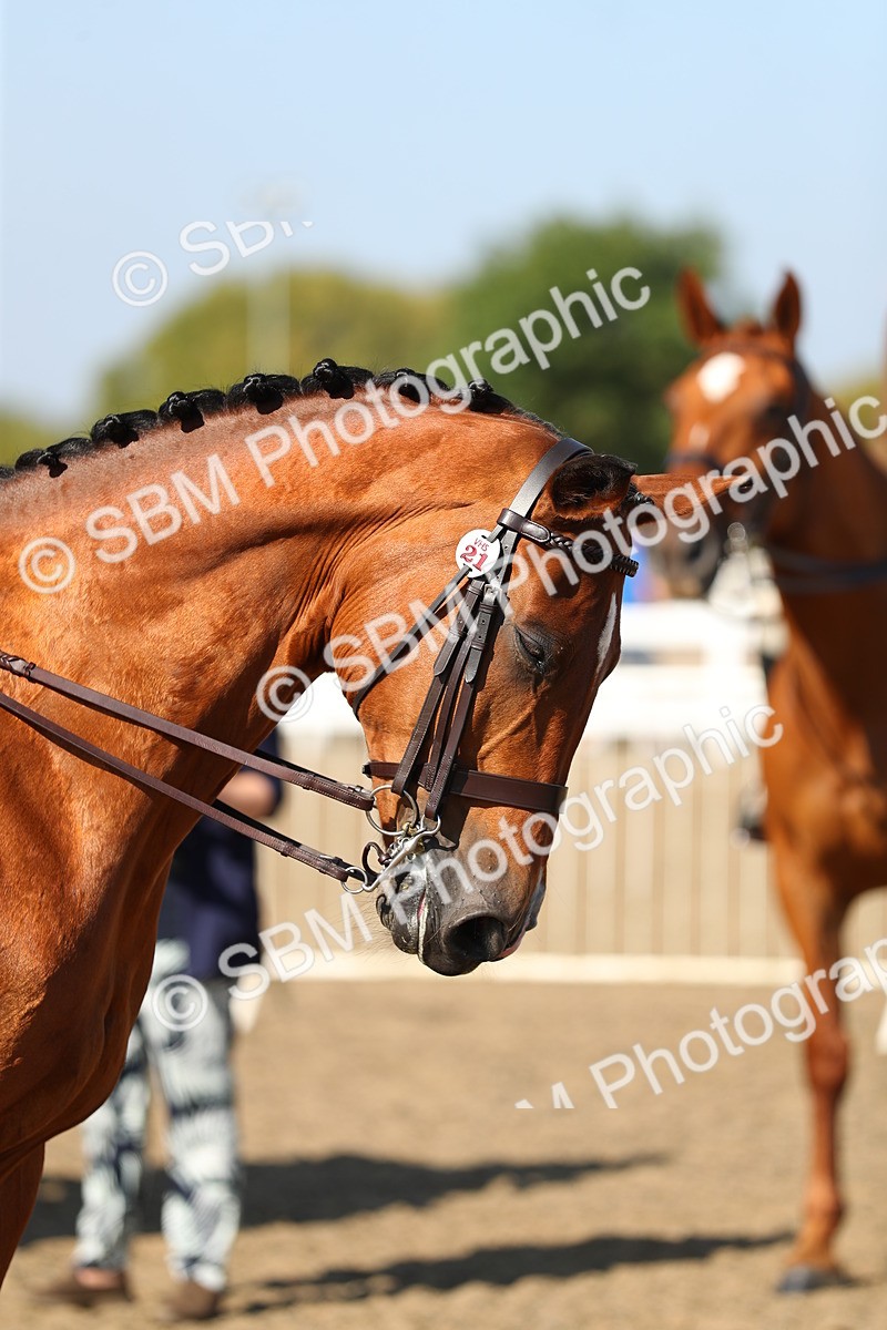 SBM_02270 - Class 43 Ridden Competition Horse/Pony