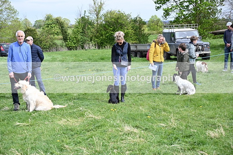 WJ6_8713 - Class 8 Best Working / Gun Dog or Bitch