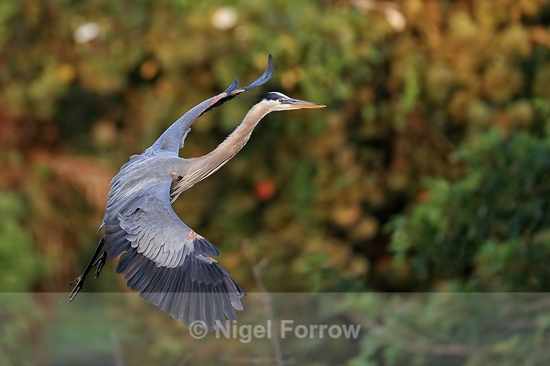 Great Blue Heron landing approach, Venice Rookery, Florida - Great Blue Heron