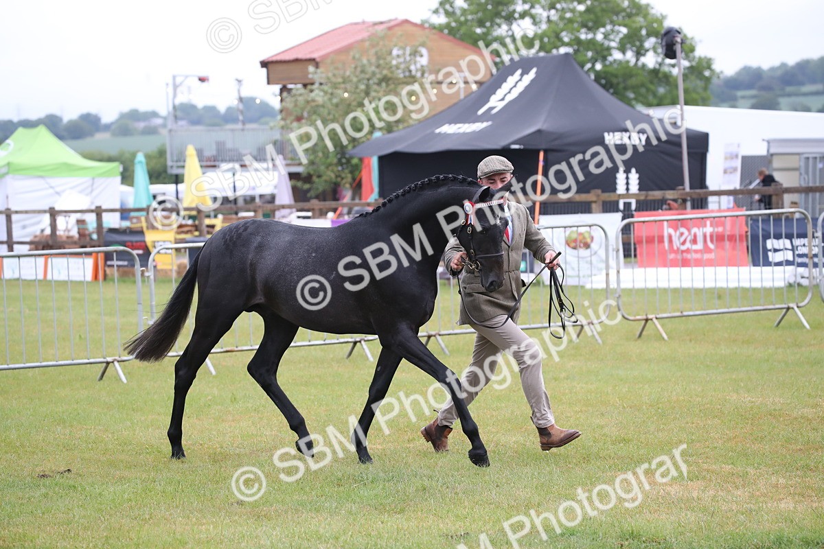 SBM_00072 - Class 17-20 - Arab & Part Bred - Anglo Arab In Hand