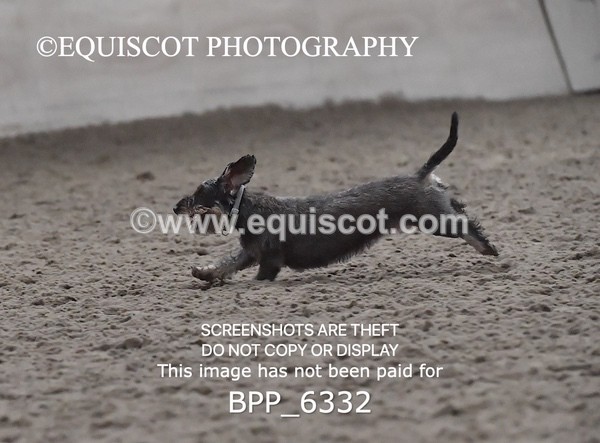 BPP_6332 - CARLA DOGS